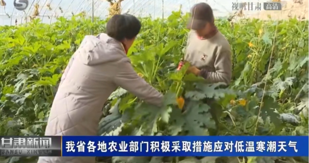 甘肃各地农业部门积极采取措施应对低温寒潮天气