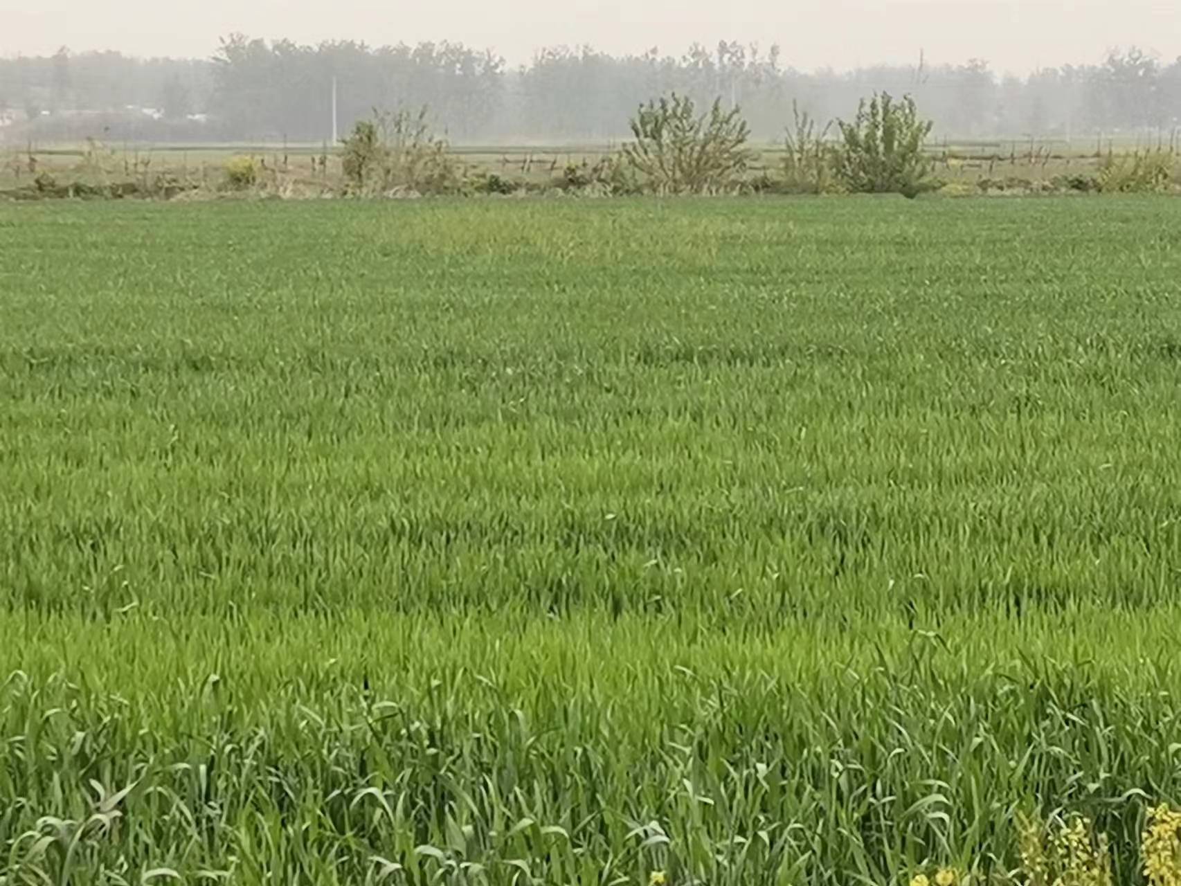春天里的麦子（自由诗）——创作来源于大地禾农场图片麦子