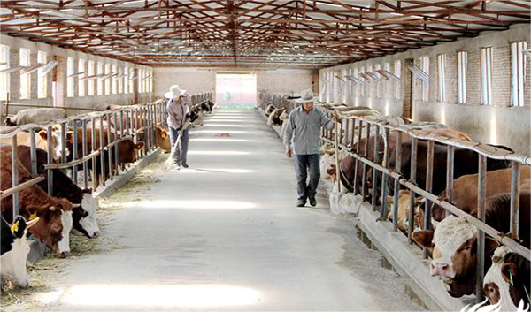 兰陵县：生态养殖带领村民“牛”起来