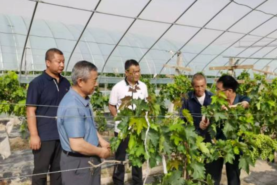 甘肃酒泉金塔县：党建引领“三力”齐发 绘就生态振兴新图景