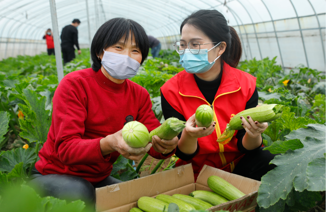 河南尉氏 采收蔬菜保供应