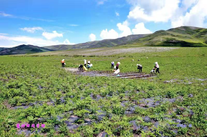 甘肃岷县：党建引领撑起“千年药乡”致富路