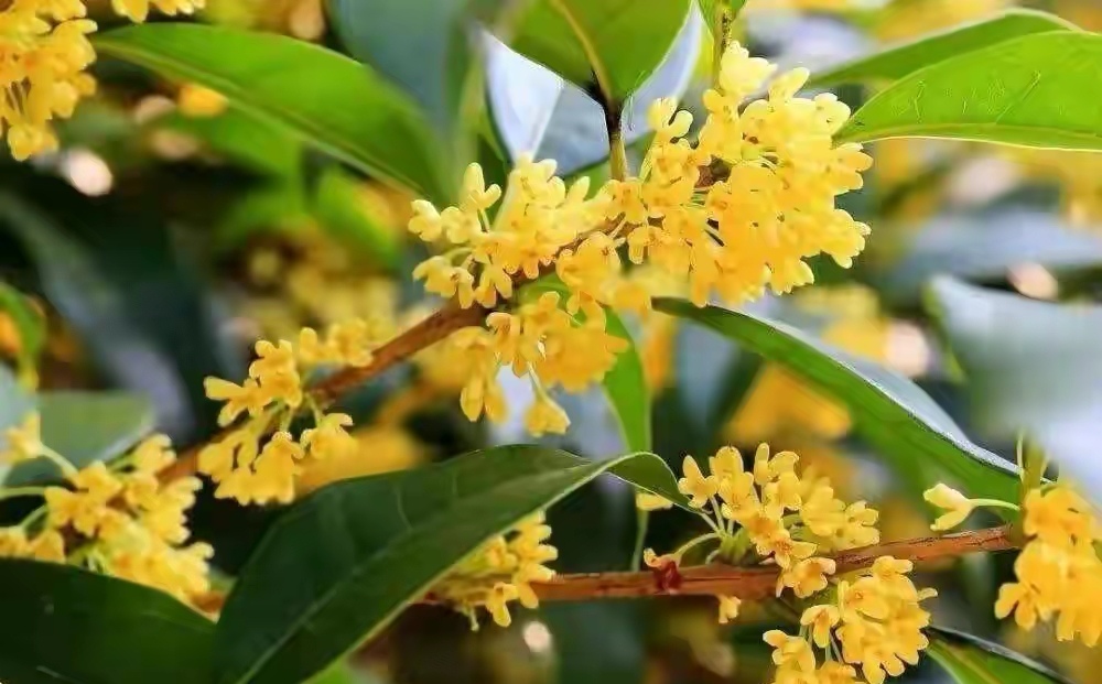 广西桂林：桂花金灿灿 变身“金饽饽”