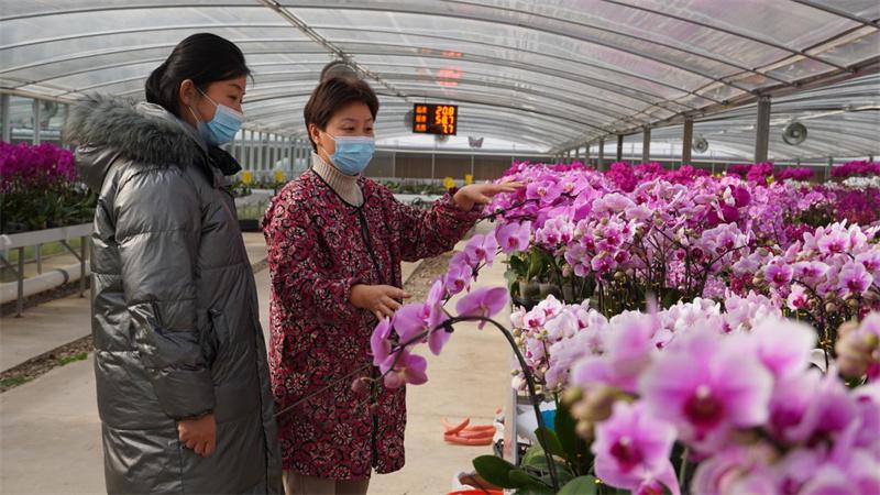 江苏盐城射阳：5万株蝴蝶兰竞相绽放迎新年