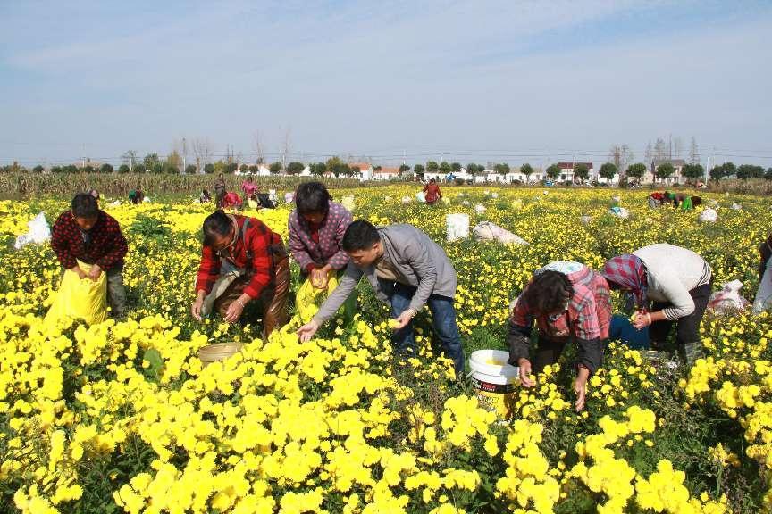 盐城射阳洋马镇：科学谋划振兴路 打造菊花产业链