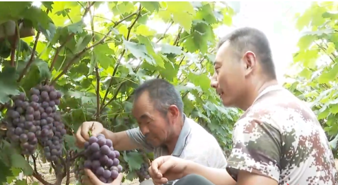 归雁衔蜜果，年销售收入百万元