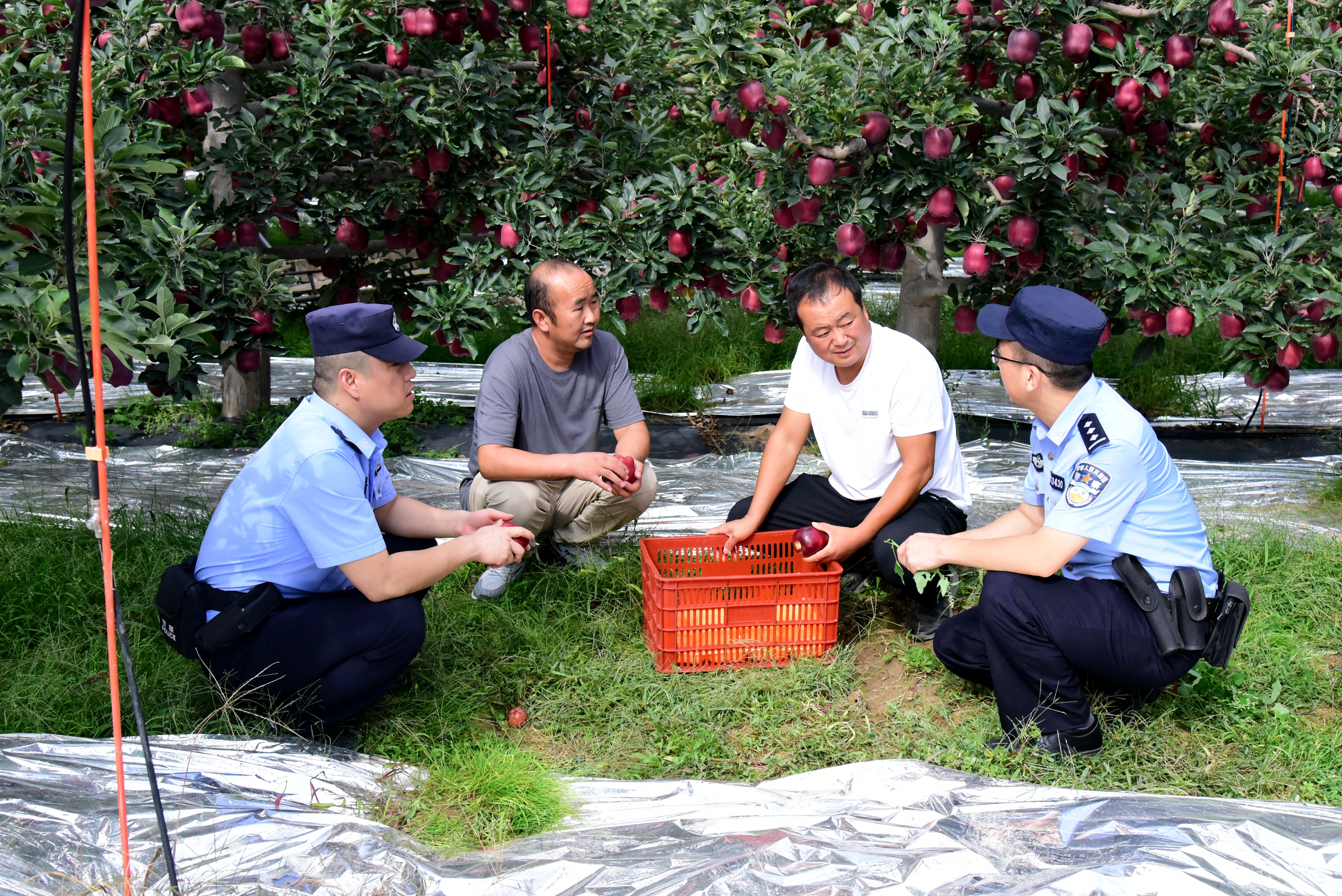 【阳光下的守护】甘肃天水“果园警务”护航果农丰收路