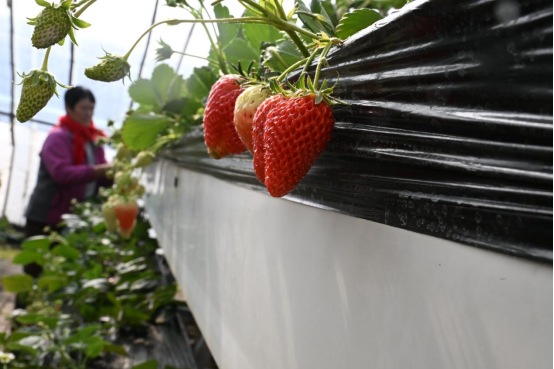 山东青岛即墨：大棚绿意浓  “蔬”写好“丰”景