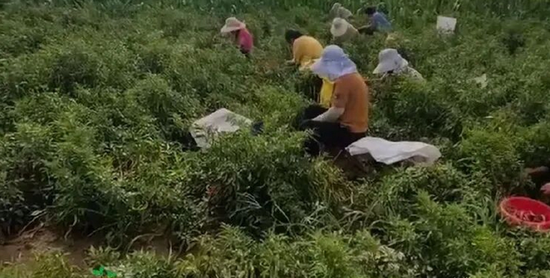 河北省鸡泽县曹庄镇：“小辣椒” 撑起群众增收大产业